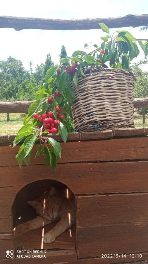 Etna, Salvia E Rosmarino Villa Maletto Eksteriør bilde